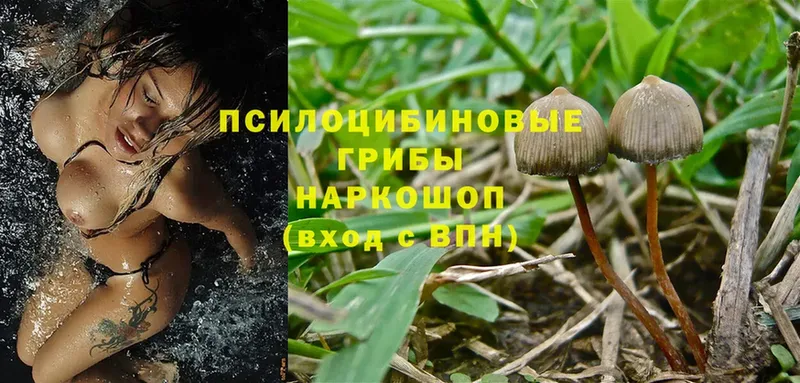 Галлюциногенные грибы Magic Shrooms  Камешково 